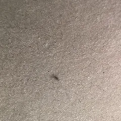Damp Grain Springtail thumbnail 2
