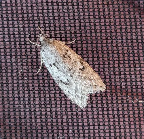 Pale Semioscopis