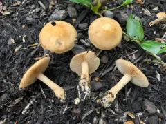 Agrocybe humosa thumbnail 2