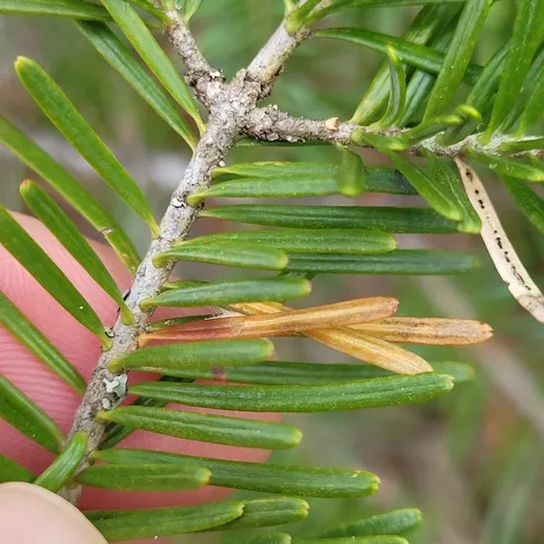 Epinotia balsameae