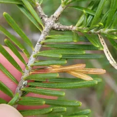 Epinotia balsameae thumbnail 1