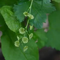 Red Currant thumbnail 3