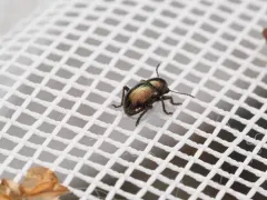 Graphops pubescens thumbnail 2