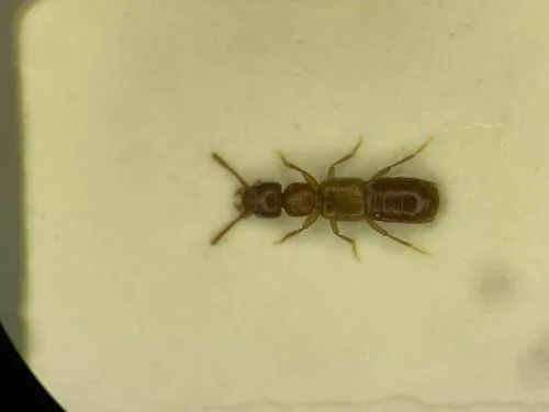 Hypomedon debilicornis