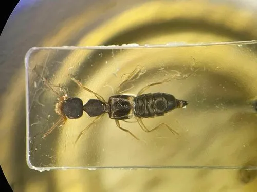 Rugilus ceylanensis