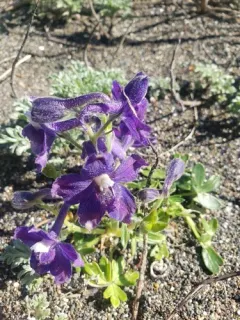 coastal larkspur thumbnail 4