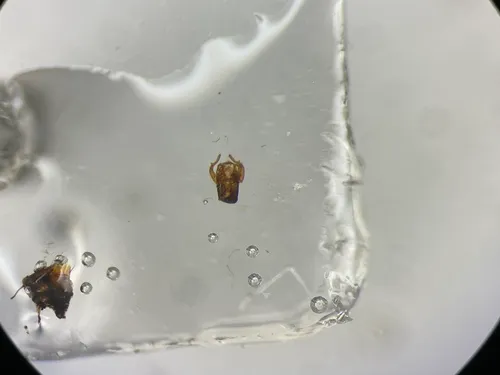 Oxytelus incisus