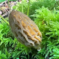 Morchella norvegiensis thumbnail 3