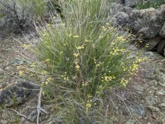 Rock Springparsley thumbnail 2