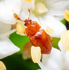 Epuraea aestiva thumbnail 3