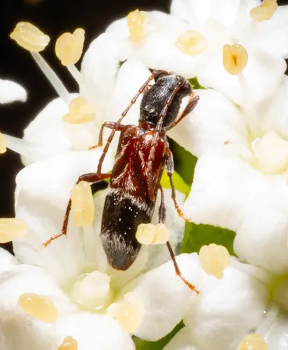 Microclytus compressicollis