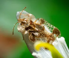 oak lace bug thumbnail 4