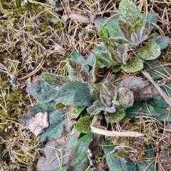 Spotted Hawkweed thumbnail 4