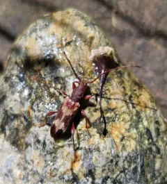 Hybodera tuberculata thumbnail 2