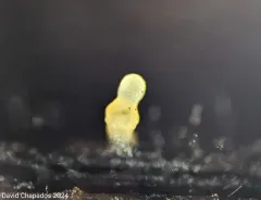Hyalotrochophora lignatilis thumbnail 2