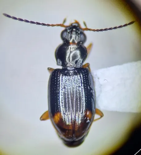 Bembidion transparens