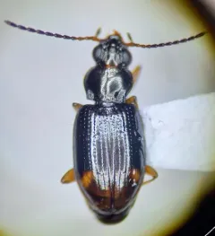 Bembidion transparens thumbnail 1