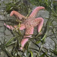 Giant Pink Sea Star thumbnail 3