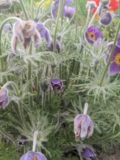 European Pasqueflower thumbnail 4