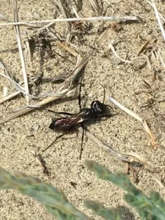 Podalonia luctuosa thumbnail 4