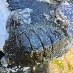 Woody Chiton thumbnail 4