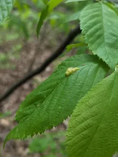 Taphrina virginica thumbnail 2