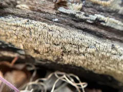Dryad's Webcrust thumbnail 2
