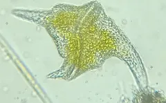 Ceratium carolinianum thumbnail 4