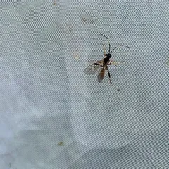 Polytribax contiguus thumbnail 3
