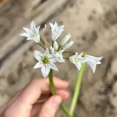 Three-cornered garlic thumbnail 3