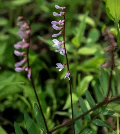 Carolina Vetch thumbnail 3