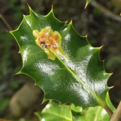 European Holly Leafminer thumbnail 2