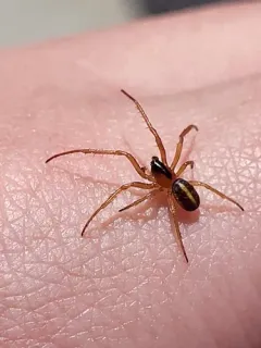 Eugen's Orbweaver thumbnail 3