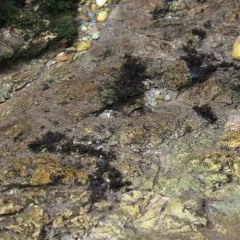 Eastern Waterfan Lichen thumbnail 2
