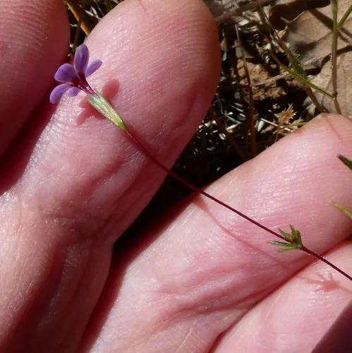 Bolander's linanthus