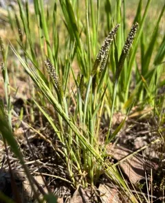 Tufted Foxtail thumbnail 2