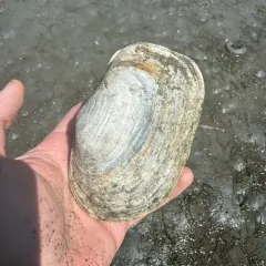 Pacific Geoduck thumbnail 3