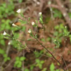 white hawkweed thumbnail 2