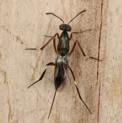 Metapelma spectabilis thumbnail 3