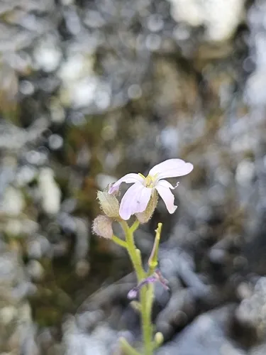 modest rockcress