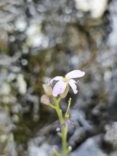 modest rockcress thumbnail 1