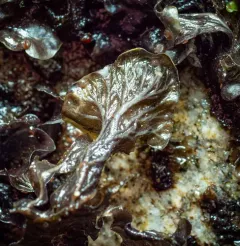 Eastern Waterfan Lichen thumbnail 3