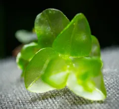 Dotted Thyme-moss thumbnail 4