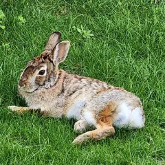 New England Cottontail thumbnail 2
