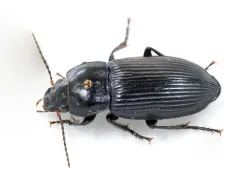 Anisodactylus nigrita thumbnail 3