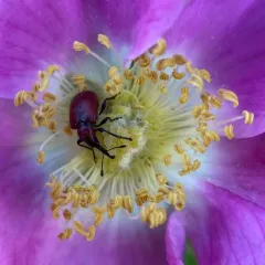 Western Rose Curculio thumbnail 3