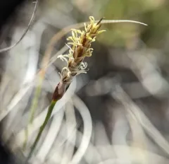 threadleaf sedge thumbnail 2