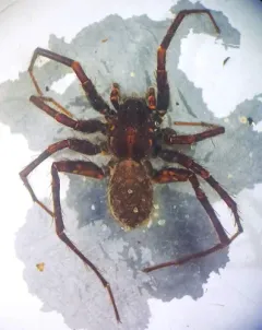 Pardosa albomaculata thumbnail 3