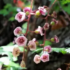 swamp currant thumbnail 3