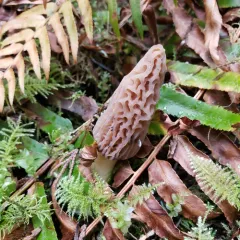 Morchella norvegiensis thumbnail 4